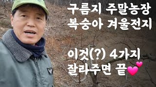복숭아 겨울전지(구름지 주말농장)