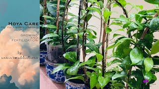 Download Lagu Hoya care for the advanced grower | Growing and Fertilization Thumbnail