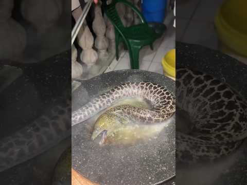 FRESH CATCH: Frying a Wild Moray Eel | Epic Ocean-to-Pan Adventure! 🐍🔥