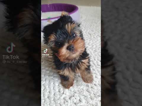 Babydog sound #yorkshirepuppy #sound #short