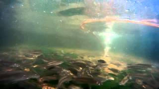preview picture of video 'Champsochromis caeruleus (馬鯛, 酷斯拉)(Juvenile/幼魚)'