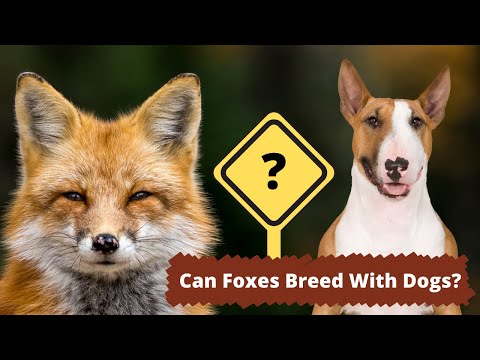 Can Foxes Breed With Dogs | The Complete Answer
