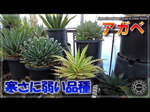 園芸 クイーンビクトリアアガベ