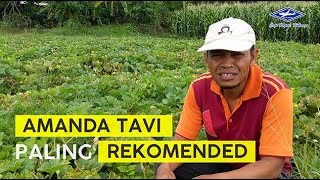 Download lagu BISI Sahabat Tani: #melon Amanda Tavi Paling Rekomended mp3 Download lagu BISI Sahabat Tani: #melon Amanda Tavi Paling Rekomended mp3