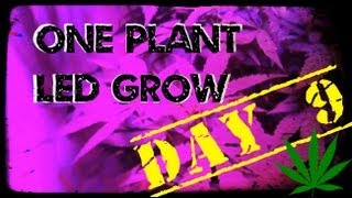Day 9, One Marijuana Plant LED Grow using The best LED Lights for growing indoors.