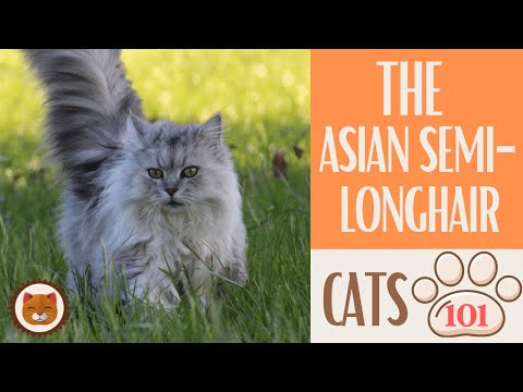 🐱 Cats 101 🐱 ASIAN SEMI-LONGHAIR  - Top Cat Facts about the ASIAN SEMI-L #KittensCorner