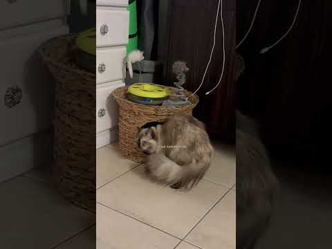 she is looking for her kittens #cat #catvideos #yourcat #cute #mycat #catblogger #catperson