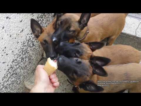 download lagu mp3 mp4 Hodowla Owczarkw Belgijskich, download lagu Hodowla Owczarkw Belgijskich gratis, unduh video klip Hodowla Owczarkw Belgijskich