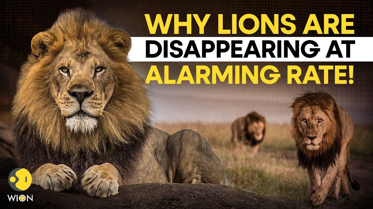 International Lion Day: Why Africa's Lion Population Is Rapidly Declining! | WION Originals