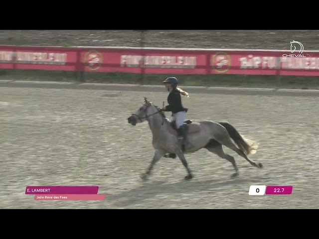 Merrie Franse rijpony PFS Te koop 2019 Donker bruin / bai ,  Carlson