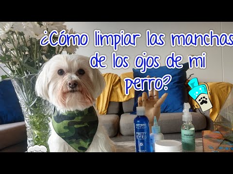 Cómo limpiar los ojos de mi perro- Cuidado de perros en casa