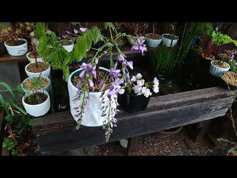 園芸 藤、開花した藤