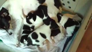 Nelly Bly, Rat Warrior Princess