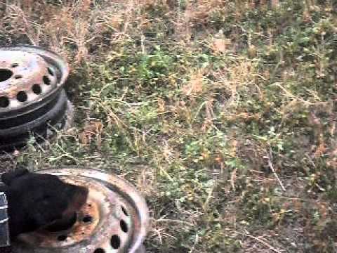 Lovci Prcilovica terijer na zeca (DJOLE)