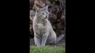 Mighty Sparrow - Ah Fraid Pussy Bite Meh