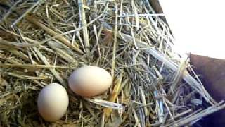 preview picture of video 'The Minimbah Chicken Shed with Yummy & Fresh farm eggs !!'