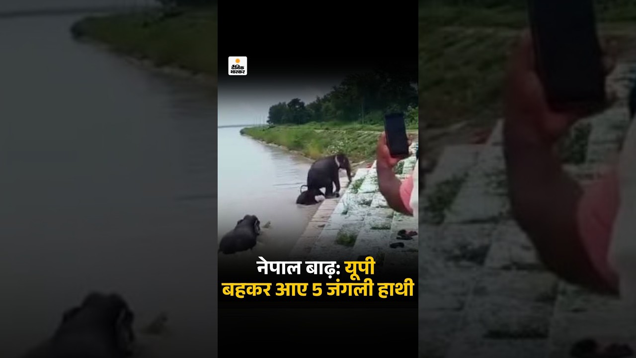 Nepal Flood: नेपाल में आई बाढ़ की चपेट में आकर 5 जंगली हाथी यूपी के बहराइच में घाघरा बैराज पहुंच गए