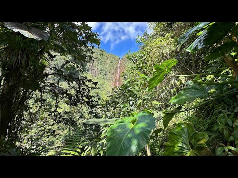 Discover Basse Terre, Guadeloupe