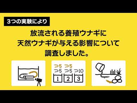 国際経済学科 放流ウナギは天然ウナギに勝てるのか？