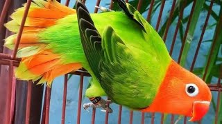 Download lagu pancingan lovebird isian cililin tengkek buto kapas tembak 8 Februari 2021(2) mp3