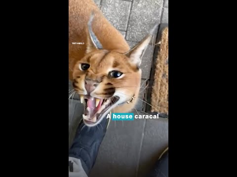 Caracal lives his best life as house cat in Latvia - YouTube