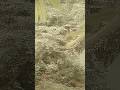 Pahado Se Jharne Ke Roop Me Pani Girta Hua Short Video Viral