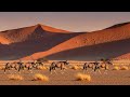 Oryx Safari Best Places To See These Majestic Animals