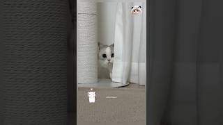 So Cute 😻🐾