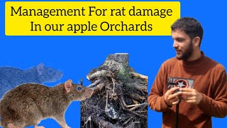 Management for rat damage in our apple Orchards