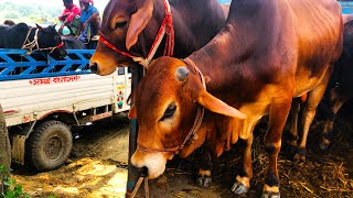 Download Lagu cow unloading, cow videos, cow video, animal, big cow, goru hamba cow, Ep-74 Thumbnail
