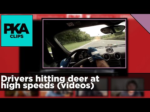 Drivers hitting deer at high speeds (videos) - PKA Clip