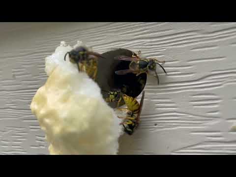 Yellow Jackets Nest in a Utility Pipe Gap in Colts Neck, NJ