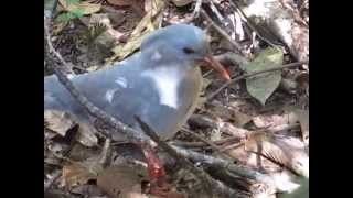 MVI 9024 Kagu in the rainforest of New Caledonia