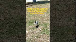 Attempting to get my money’s worth at the cruise buffet! #cruise #carnivalcruise #cruiselife