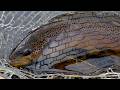 Video Thumbnail for Early Spring Brown Trout Fishing, Saskatchewan
