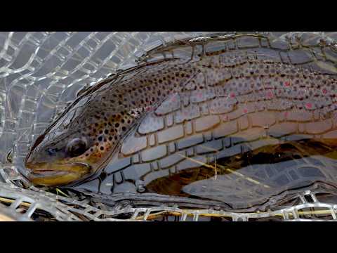 Early Spring Brown Trout Fishing, Saskatchewan