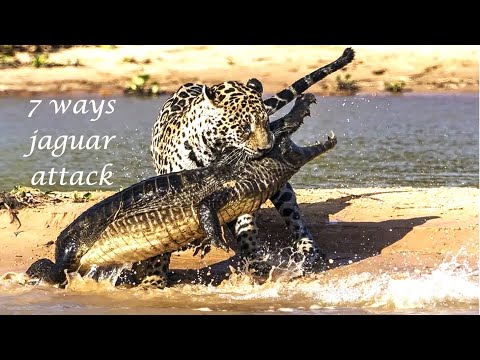 Hungry Jaguar vs Crocodile under water new crazy attack