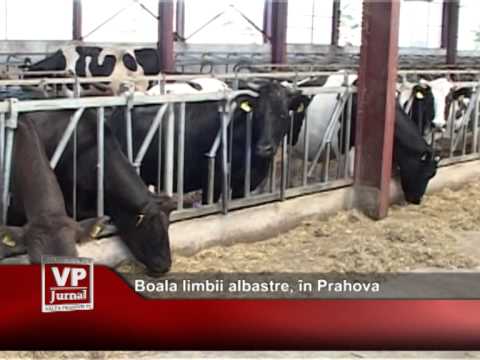 Boala limbii albastre, în Prahova