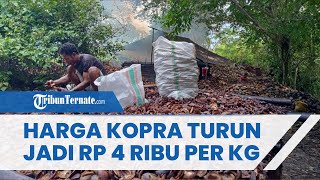Harga Kopra Maluku Utara, 10 Oktober 2022: Turun Diangka Rp 4 Ribu Per Kilogram