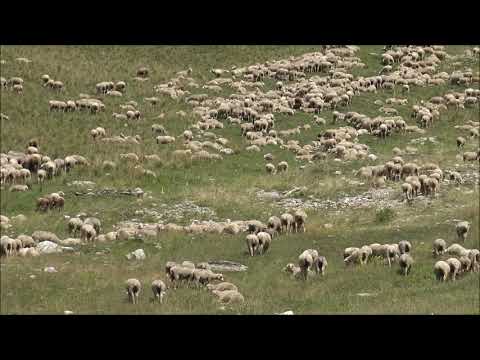 UN GREGGE DI PECORE AL PASCOLO ALL' ALPEGGIO, COLLE DELLA MADDALENA (CN) DOM. 28 - 7 - 2019