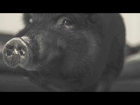 KREIML & SAMURAI - Sauerei (prod. DIGGA MINDZ)