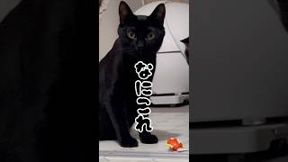 コイキングVS #shorts #猫のいる暮らし #ねこライフ #cat #猫のいる風景  #catshorts