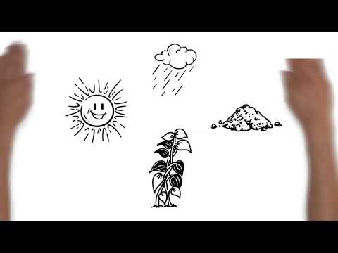 Die Nahrungskette im Wald