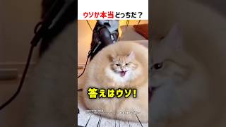 【何問正解できる？】ウソか本当どっちだ！？ part70 #クイズ #ショート #shorts #猫 #かわいい #cat
