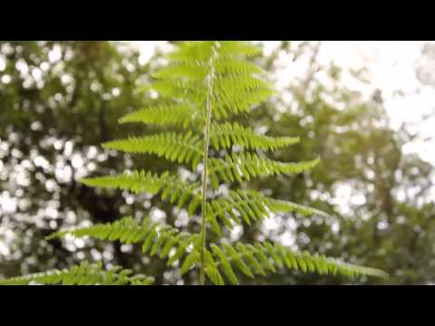 Bayer Australia Leadership video