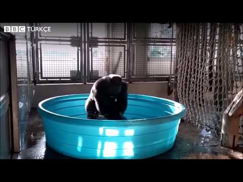 Gorilla Dancing with Trance [Ram - Ramsterdam (Jorn van Deynhoven Remix)]