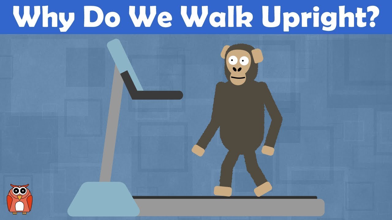 Why Do We Walk Upright? The Evolution Of Bipedalism