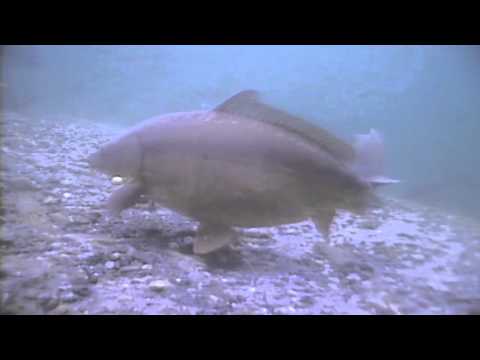 Karpfenangeln Videotagebuch - Ankuendigung Kanalangeln...