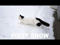 My Kittens Very First Snow Cats In The Snow