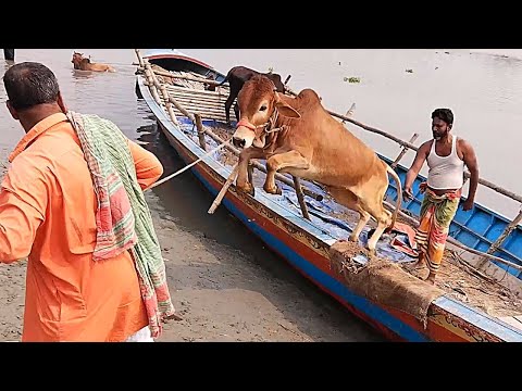 cow unloading cow unloading, cow videos, cow video, big cow, goru hamba cow, Ept - 150 |Thats Aminul